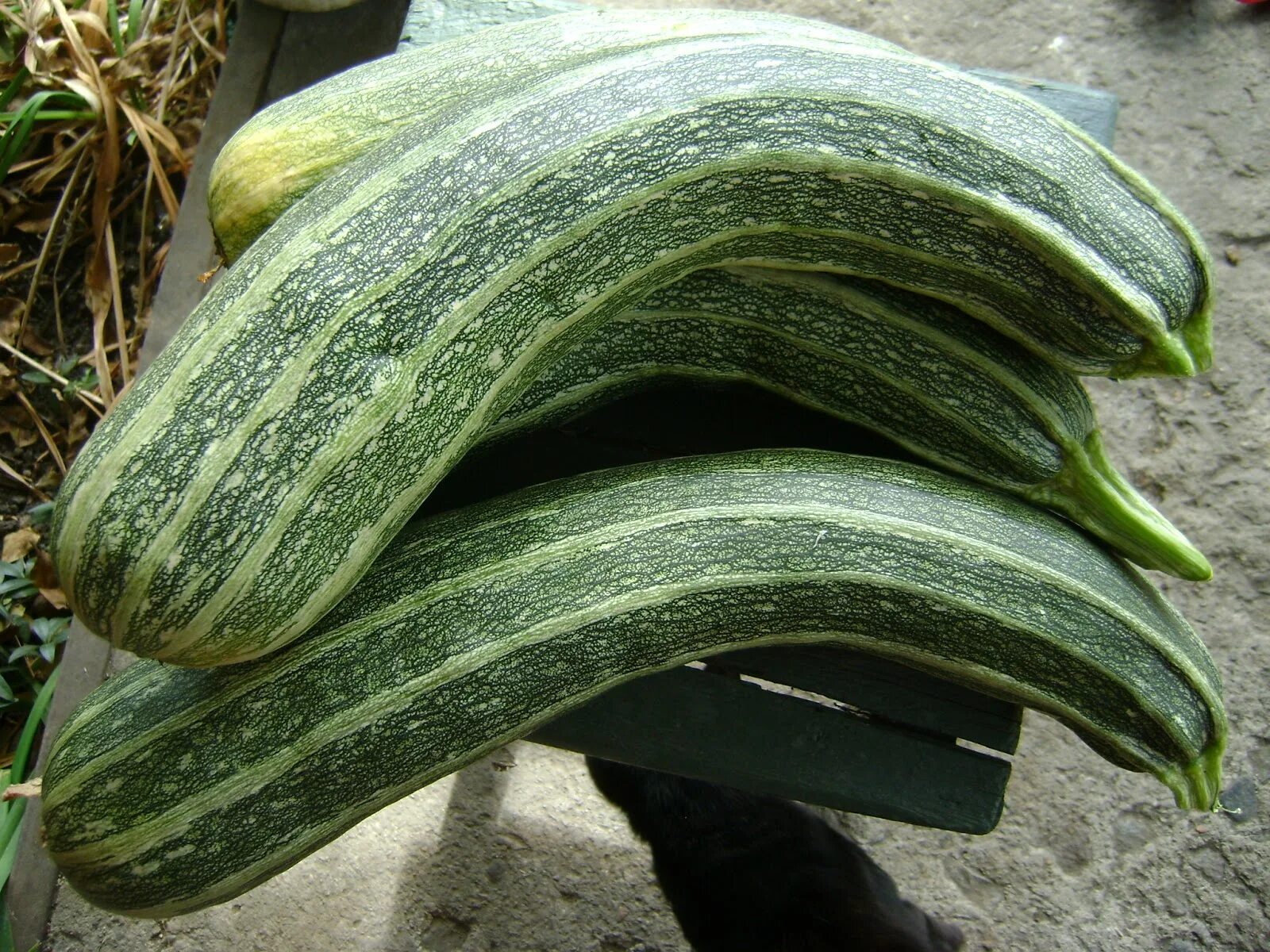 Cocozelle Italian Summer Squash
