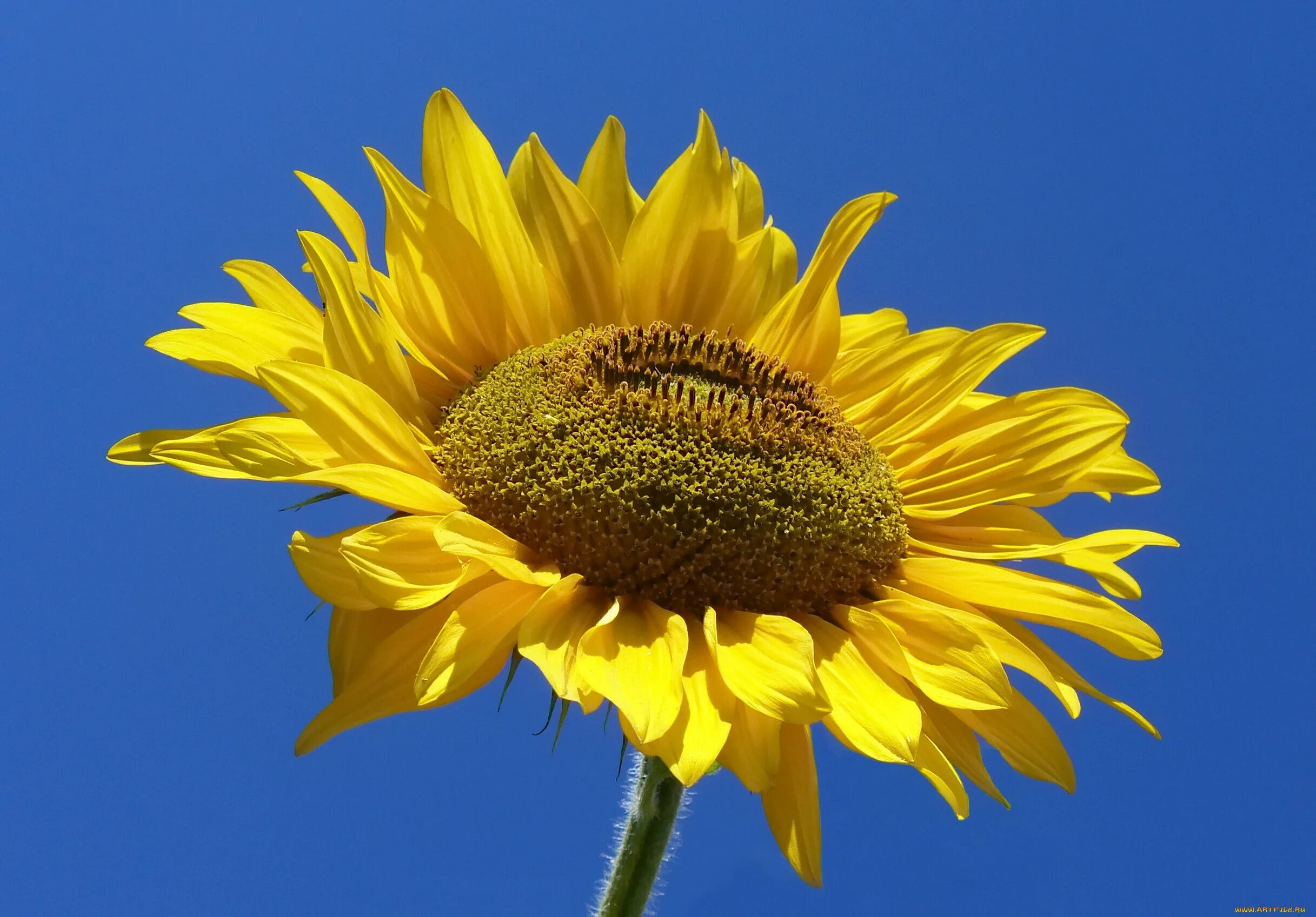 Подсолнечник соцветие. Подсолнечник обыкновенный (Helianthus annuus l.).. Соцветия подсолнечник масличный. Helianthus annuus семена подсолнечника. Санфлауэр семена подсолнечника.