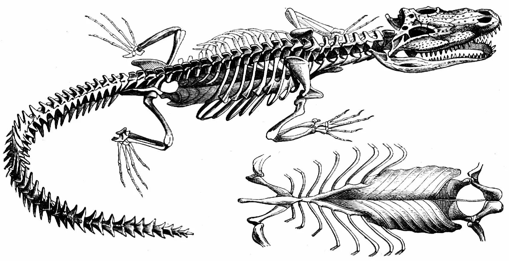 Рептилии ребра. Скелет нильского крокодила. Осевой скелет крокодила. Скелет пресмыкающихся ящерицы. Анатомия крокодила скелет.