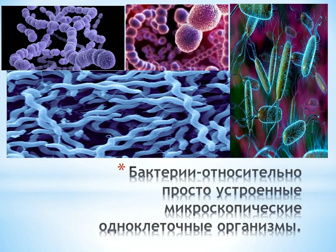 Одноклеточные микроскопические микроорганизмы. Бактерии одноклеточные организмы. Одноклеточные микроскопические организмы. Бактерии простейшие одноклеточные организмы.