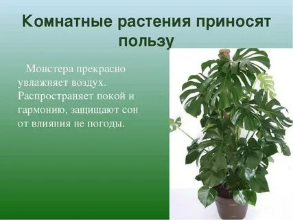 Это не то растение