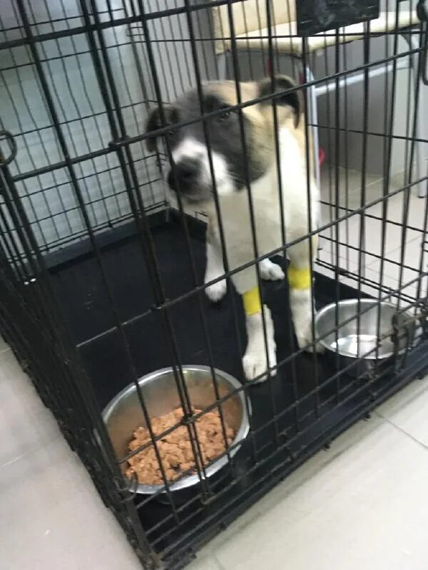 приют лохматая душа чеховский район. приют для животных лохматая душа. благотворительная акция для животных.