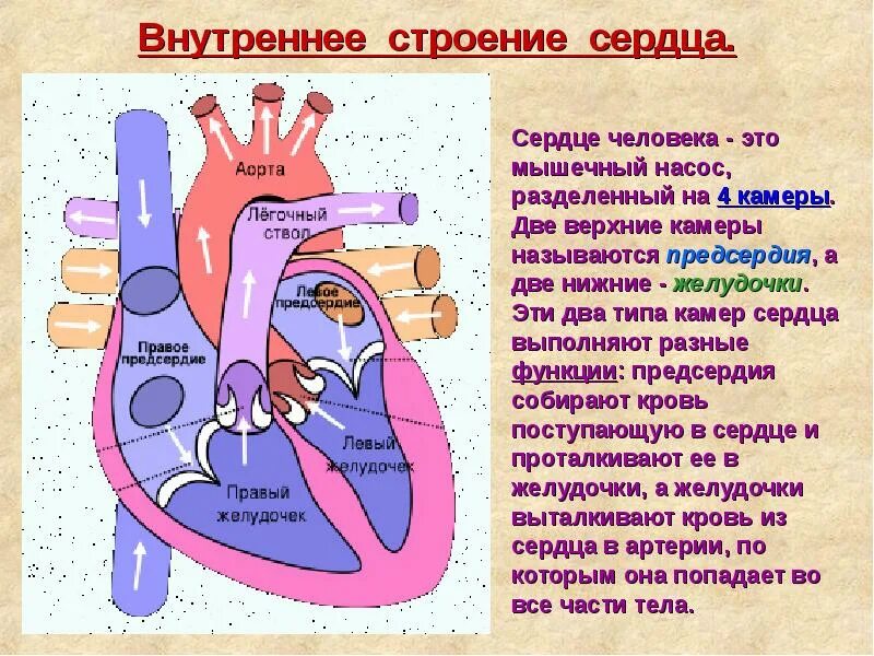 Сердечная строение и функции. Строение сердца и функции схема. Строение и работа сердца человека. Сердце строение и функции анатомия. Сердце строение анатомия человека рисунок функции.