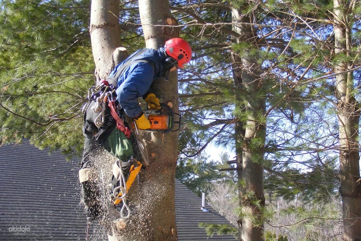 Спил дерева. Рубка деревьев. Спил деревьев арбористика. Санитарная обрезка деревьев. Опиловка деревьев.