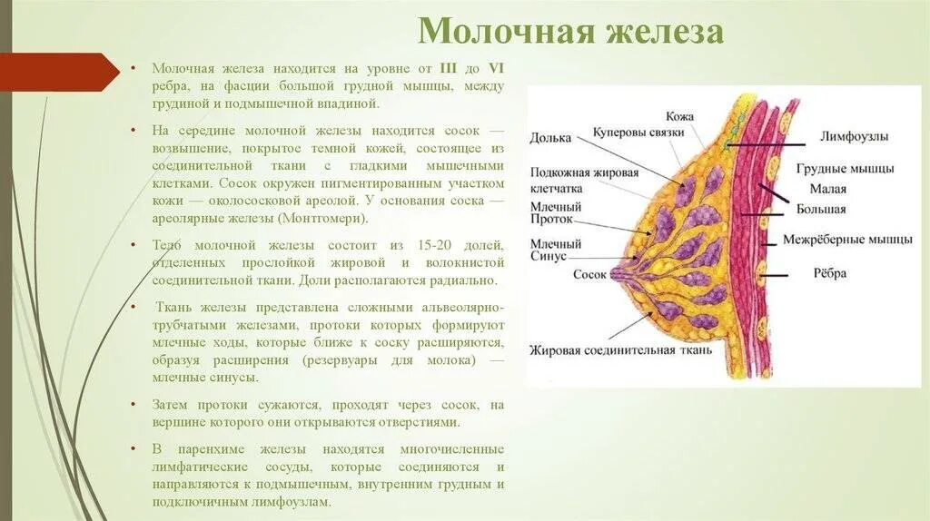 Молочные железы особенности строения и функции. Молочные железы железистая ткань. Молочная железа функции анатомия. Молочная железа норма железистая ткань. Железа женские органы