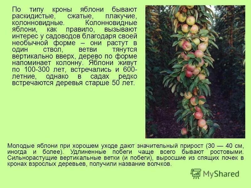 Почему яблоня сбрасывает. Название яблонь. какие бывают яблони виды. сообщение о яблоне. какой бывает яблоня в разные времена года.