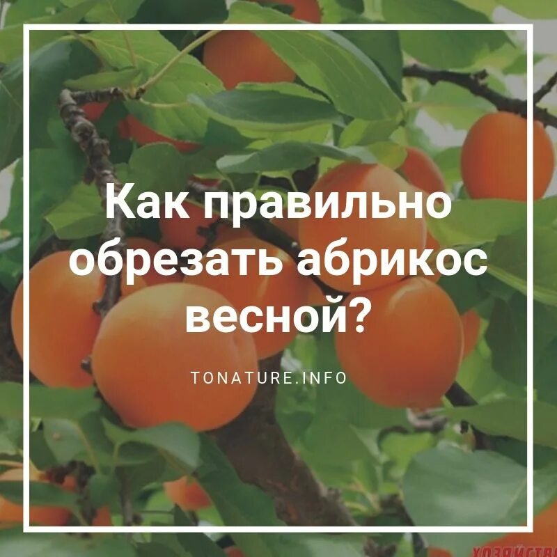 Как пересадить абрикос. Абрикос не плодоносит. абрикос плодоношение. посадка абрикоса. почему абрикос не плодоносит.