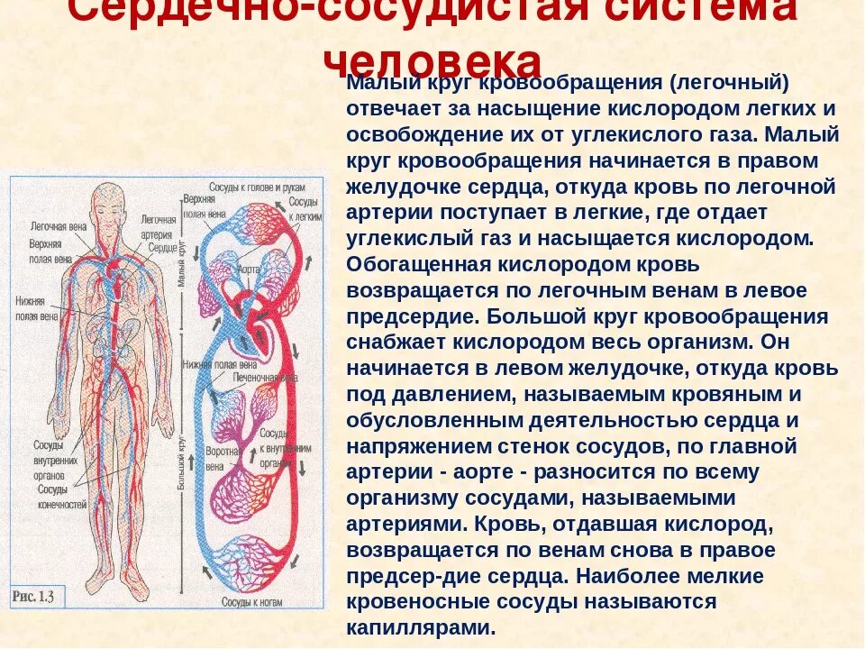 Кровь в организме человека насыщается кислородом в. Легкие и кровеносная система. Кровеносная система легких. Венозная кровь насыщается кислородом в. Кровь поступает в легкие по сосудам