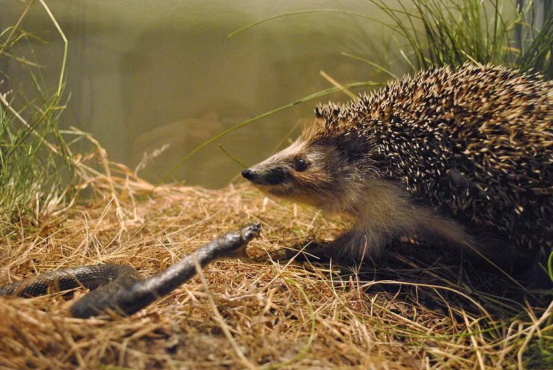 Жало шмеля. Пупырь ежа. Страшные ежи. Обыкновенный ёж. Народные скороговорки для детей.