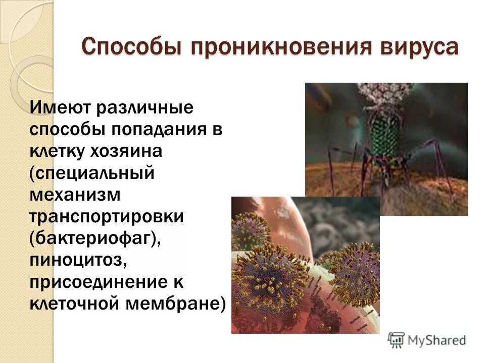 Найдите 3 ошибки вирусы внутриклеточные паразиты. Пути проникновения вирусов в клетку. методы проникновения вируса в клетку. способы проникновения вируса в клетку хозяина. какими способами вирусы проникают в клетку.