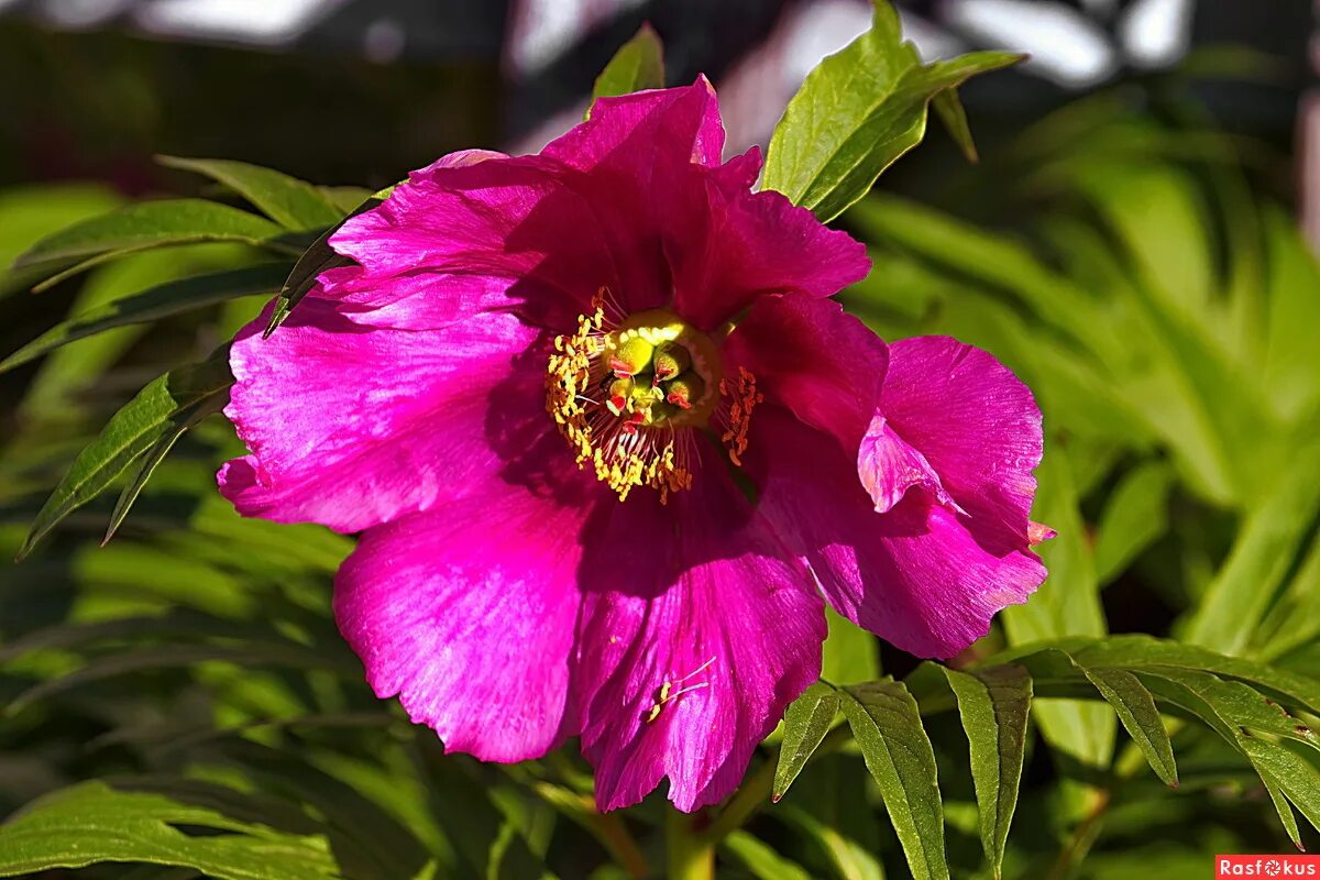 марьин корень цветок семена. пион марьин корень тонколистный. марьин корень семена. марьин корень семена. марьин корень семена.