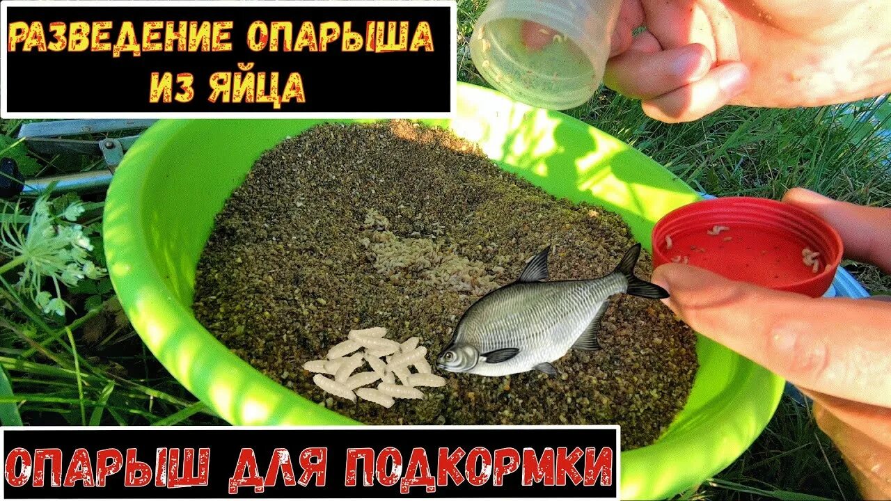 Как развести опарышей. Как развести опарышей