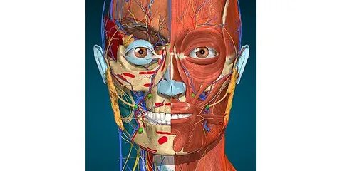 Anatomy learning 3d атлас