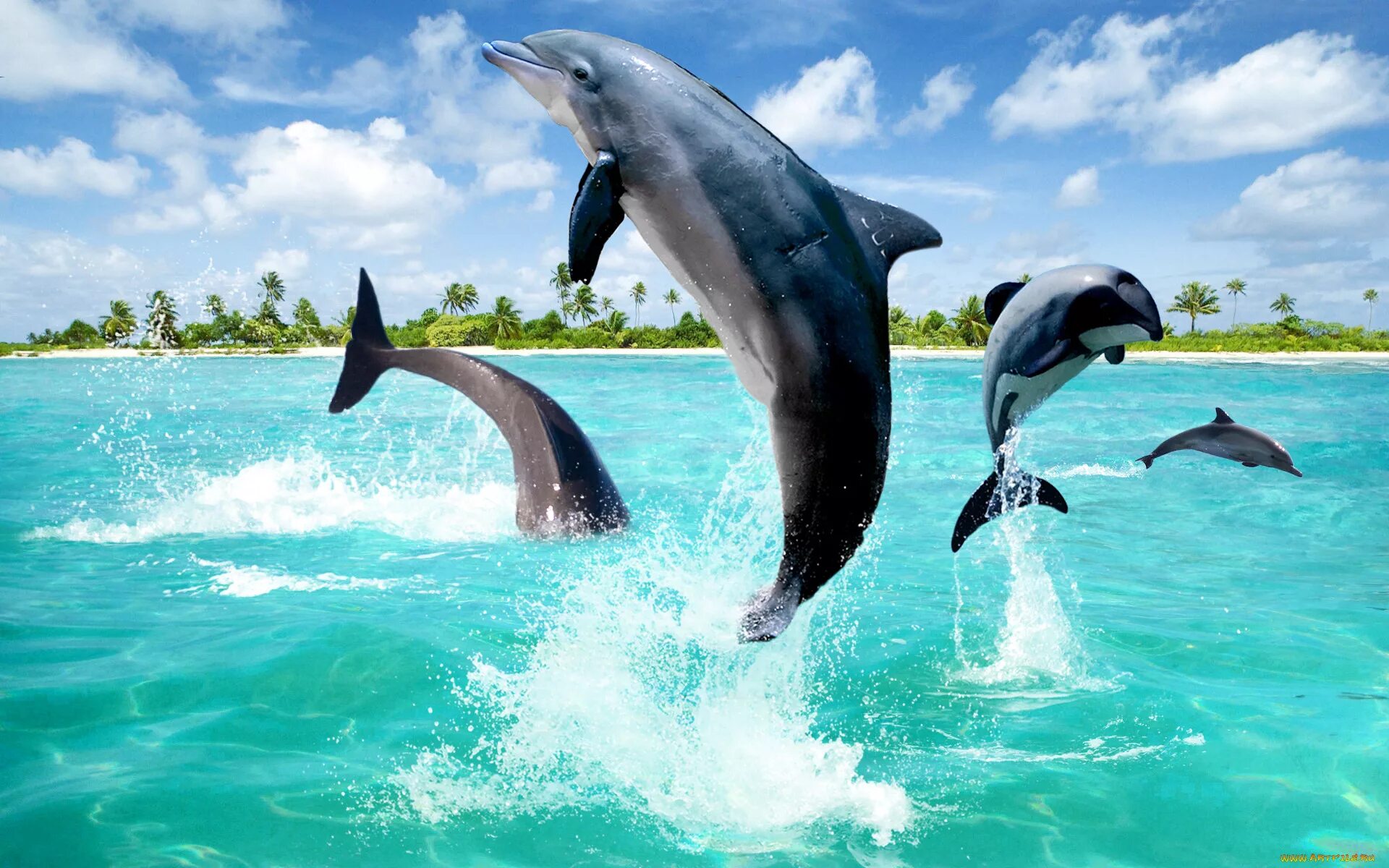 Заставка на рабочий стол двигающиеся. Дельфины. Дельфины в море. Обои дельфины. Дельфин в море.