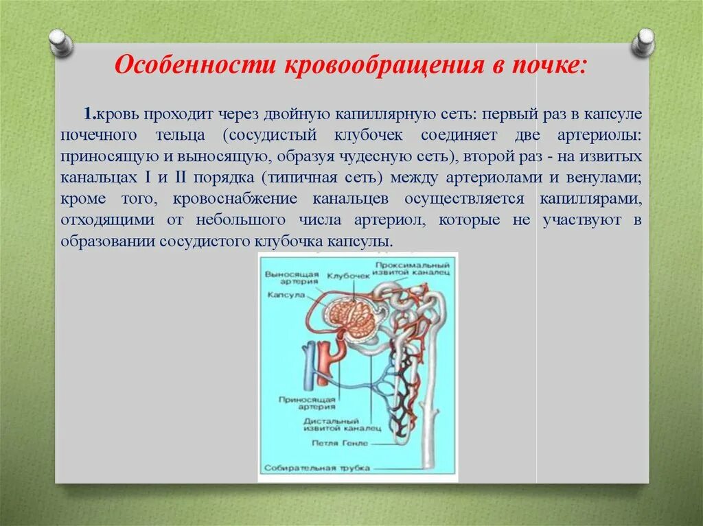 За сколько проходят почки. Особенности кровообращения почек. Особенности кровоснабжения почек. Кровоснабжение почки физиология. Особенности почечного кровоснабжения.