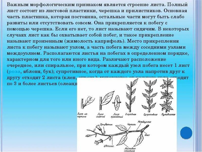 Доклад на тему видоизменения листа. Сообщение виды изменения листьев. видоизменения листьев растений. видоизменение листовой пластинки. видоизменения листьев презентация.