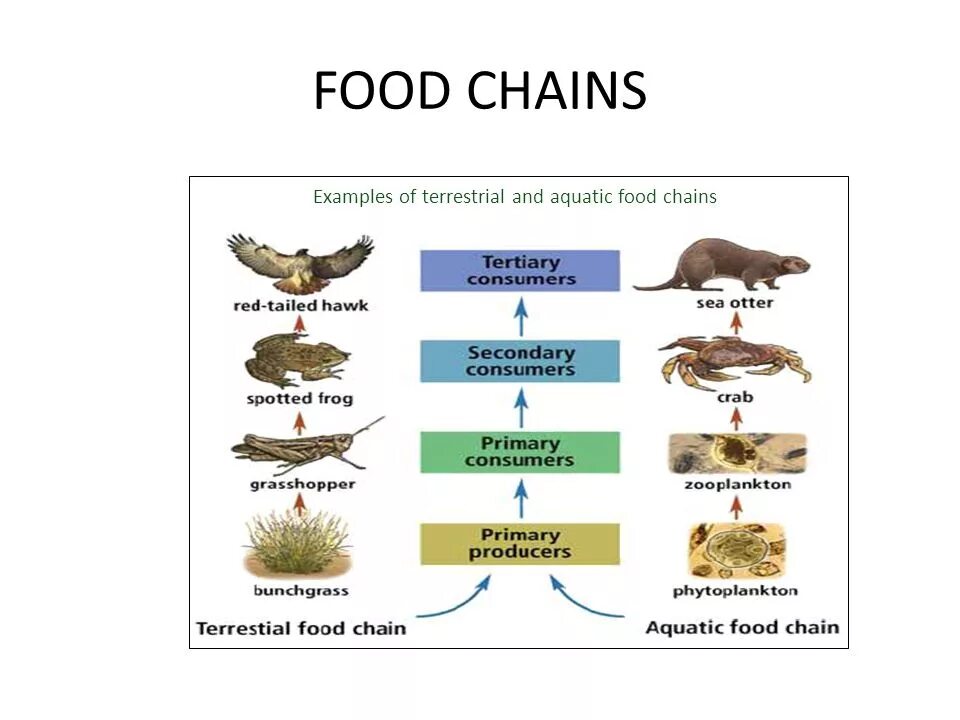 Пищевая цепь с личинкой поденки. Food Chain examples. Цепь питания тропического леса. Пищевая цепочка планктон. Пищевая цепь скин.