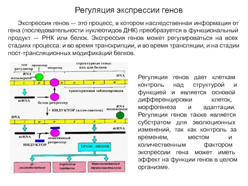 Геном уровне