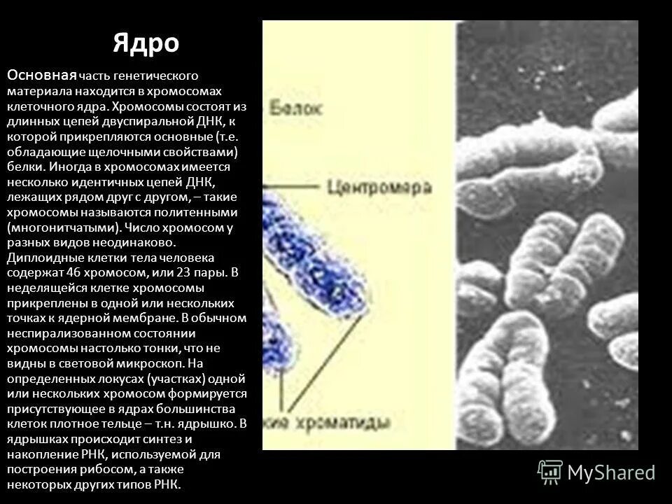 Наследственный материал ядра. Строение ядра хромосомы. Хромосомы в ядре клетки. Наследственный материал клетки. Структура хроматина ядра и хромосомы.