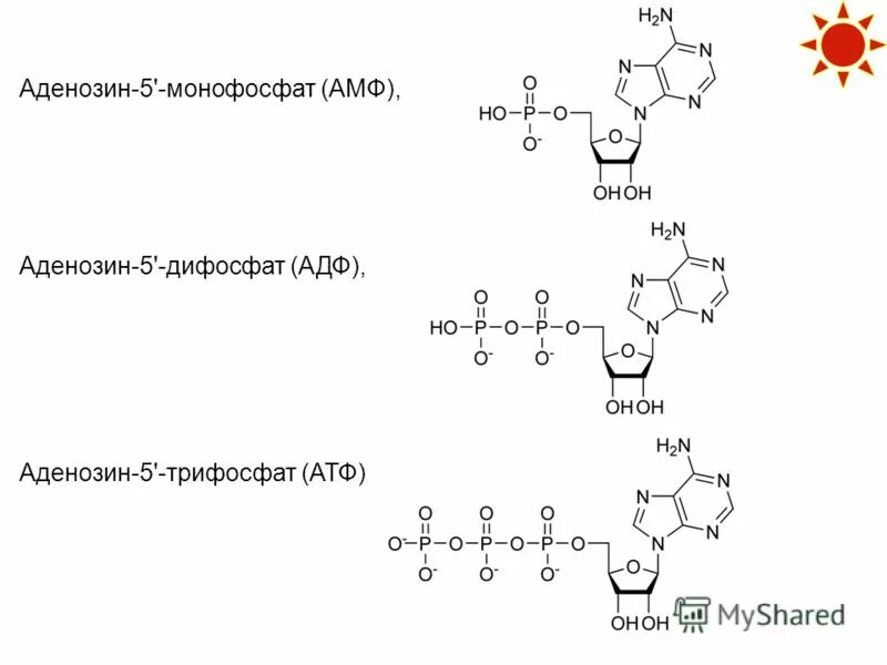 Атф и надф н. Структурная формула аденозин 5 монофосфат. Аденозин 3 5 монофосфат формула.