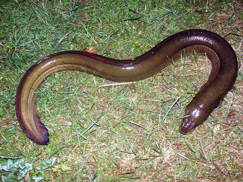 Длинноплавниковый речной угорь. Угорь рыба наживка. Где обитает угорь. Морской угорь глубина обитания. Чем питается угорь.