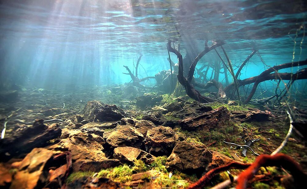 Коряга в реке. Биотоп озера Суматра. Биотоп острова Борнео. Аквариум биотоп озеро Танганьика. Река под водой.