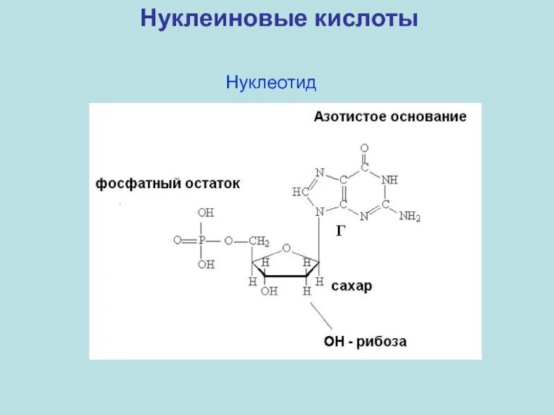 Основания нуклеиновых кислот. Нуклеотид. нуклеиновые кислоты. нуклеотид это микробиология. нуклеиновые кислоты формула.