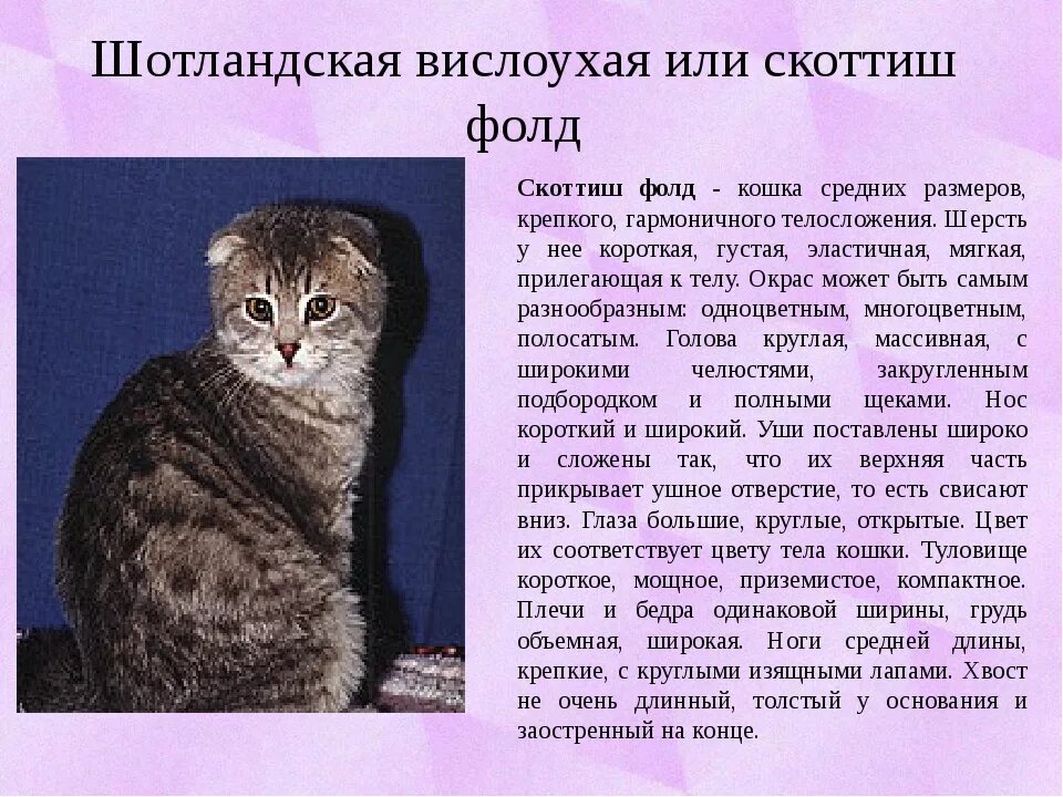 Еда для шотландских котят. Шотландская вислоухая кошка описание. Что можно шотландским кошкам. Вислоухая кошка стандарт породы. Что можно шотландским кошкам.