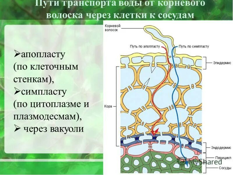 Проводящие элементы воды и минеральных солей