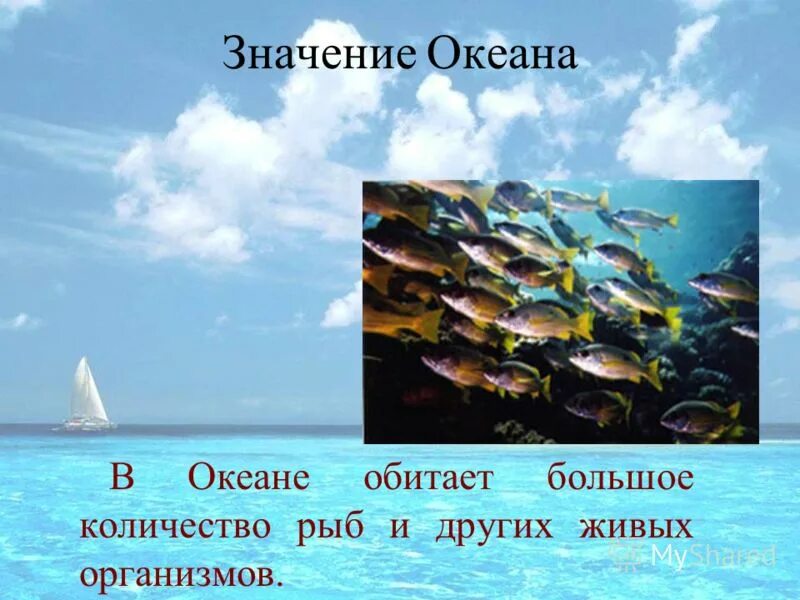 кол-во рыб обитающих в океане. экологические проблемы морей. имена означающие океан. имена означающие океан. значение мирового океана.