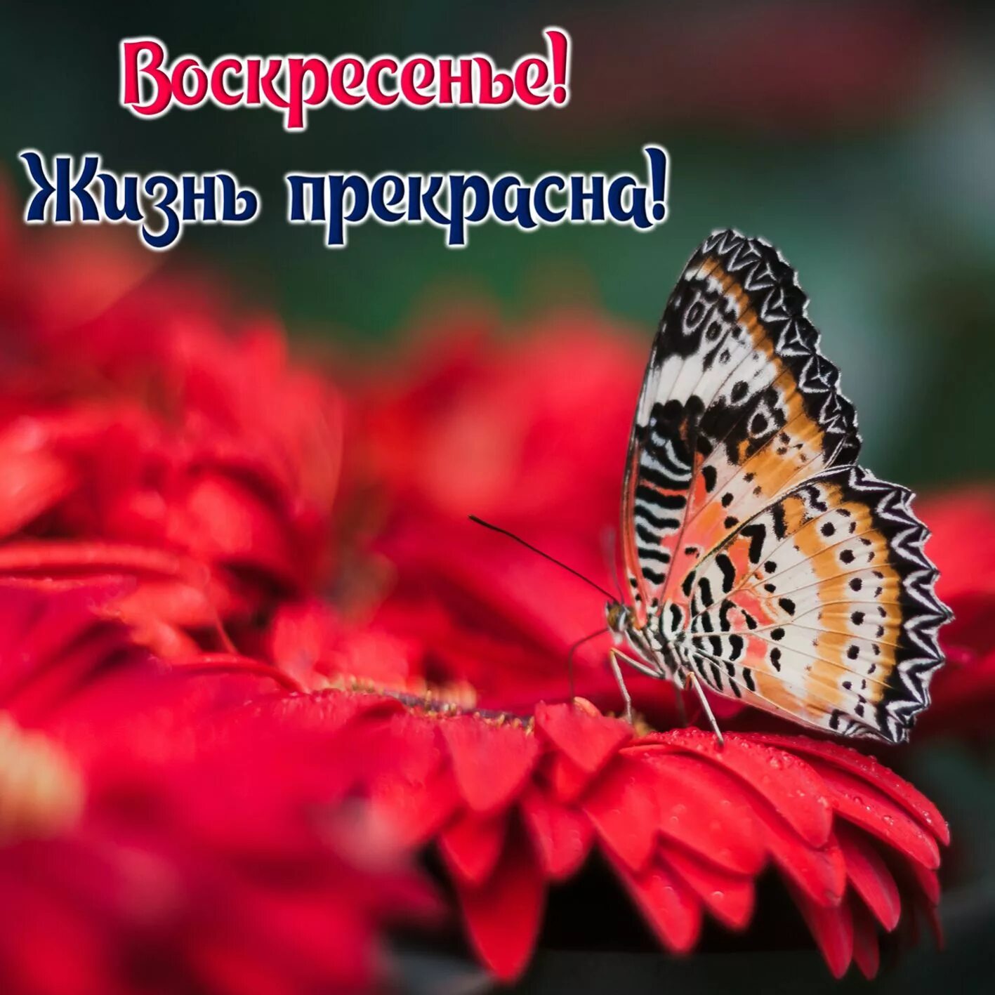 Доброе воскресенье картинки прикольные. Открытки хорошего воскресенья. Прекрасного воскресенья и отличного настроения. Поздравление с воскресеньем. Яркие бабочки.