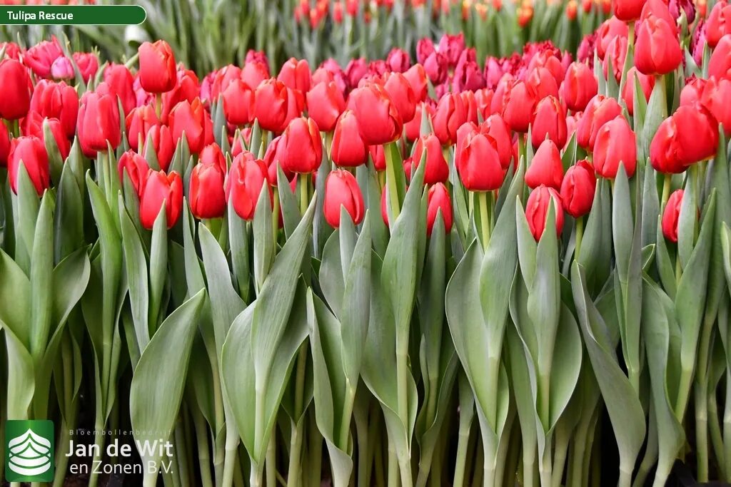 Tulip Trade Event 2020 assortment Фото Jan de Wit en Zonen B.V.