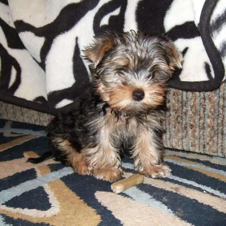 Йоркширский терьер 4 месяца. Месячный йорк. Месячные щенки йорка. Месячный йорк. Щенки ёршский терьер 2 месяца.