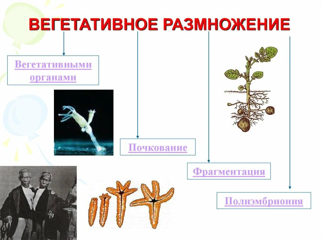 Вегетативные организмы примеры. Вегетативное размножение фрагментация. Вегетативное размножение почкование. Органы вегетативного размножения. Вегетативное размножение частями вегетативных органов.