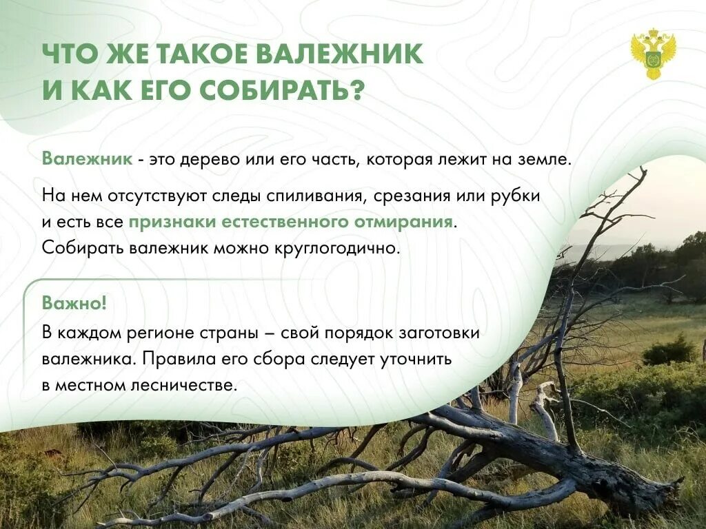 Лесной валежник. Валежник что это такое. Лесной валежник. Валежник. Валежник что это такое.
