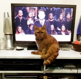 Кошка тв