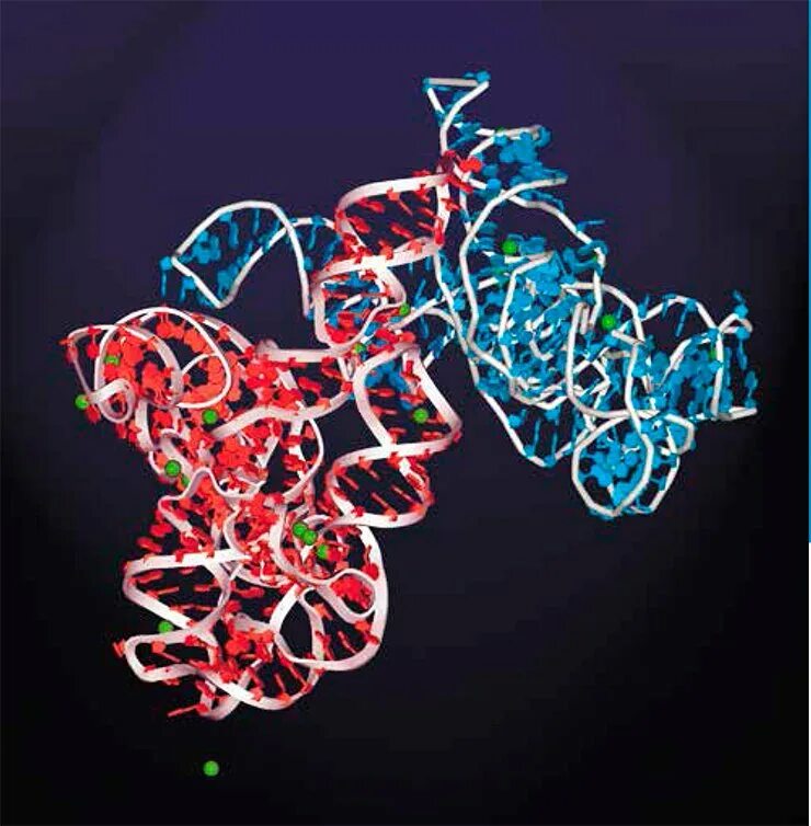 Рибозим РНК. Молекула РНК. ДНК-аптамеры. Рибозимы биохимия.