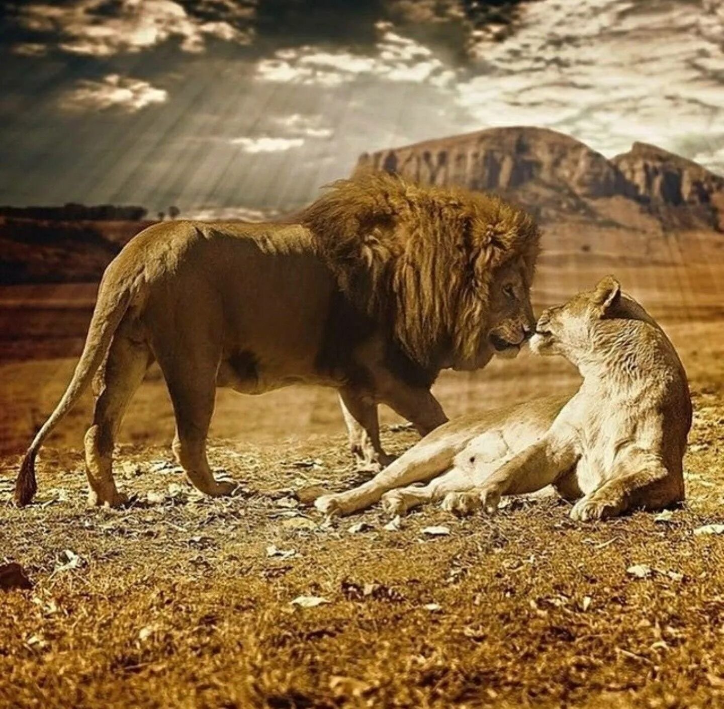 Львиный Прайд. Саванна Прайд Львов. Африканский Лев Прайд. Прайд Львов в дикой природе. Africa lion