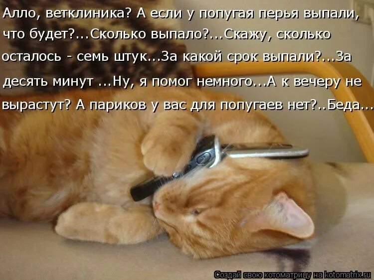 Песни привет я даже не скучаю. Котики с прикольными надписями. Котоматрица для поднятия настроения. Прикольные картинки котов. Прикольные надписи про котов.