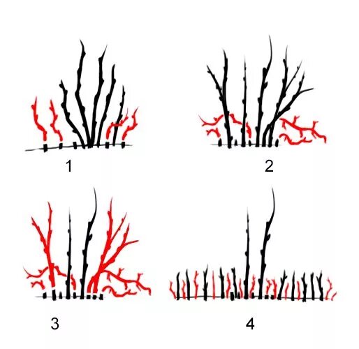 Как подрезать смородину весной. Правильная обрезка смородины. Схема обрезки черной смородины. Схема обрезки черной смородины весной. Правильная обрезка смородины весной.