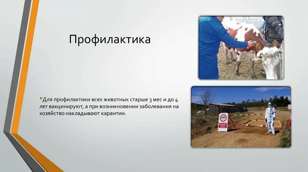 Простейшие вызывающие заболевания. Профилактика инвазионных заболеваний. Классификация паразитарных заболеваний человека. Паразитарные и инвазионные болезни. Инвазионные болезни свиней.