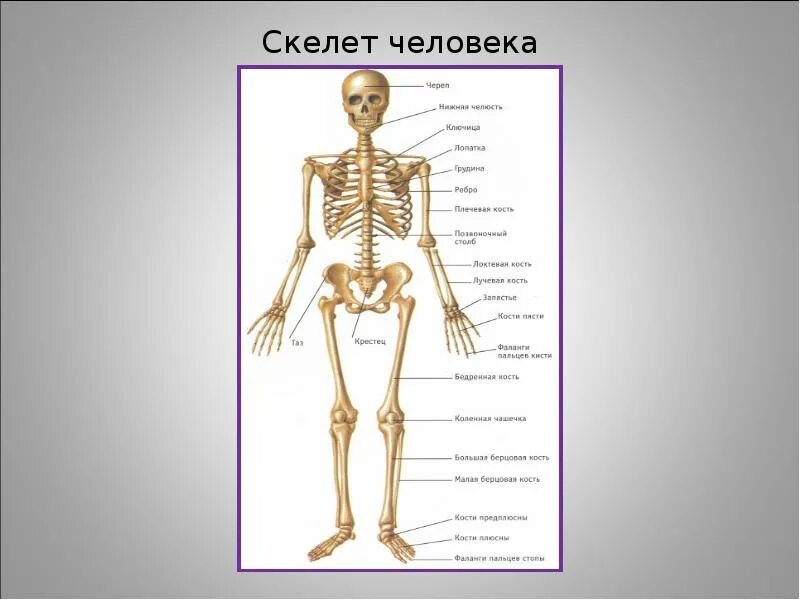 Скелет человека впр 4. Кости скелета человека. скелет человека анатомия. структура скелета человека. описание человеческого скелета.