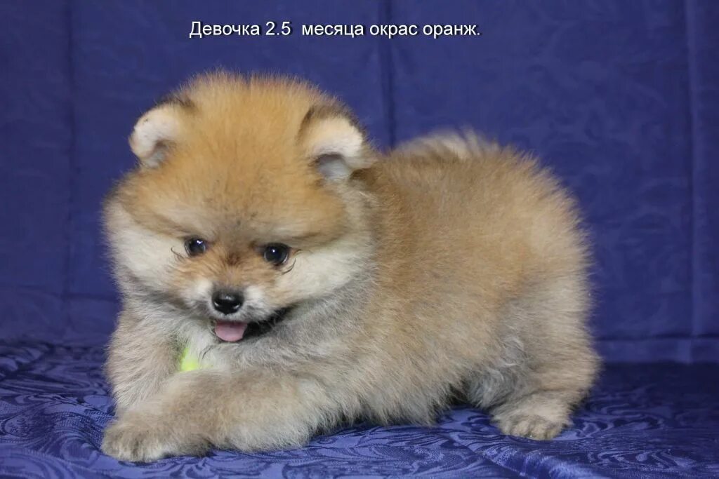 щенки шпица спб недорого