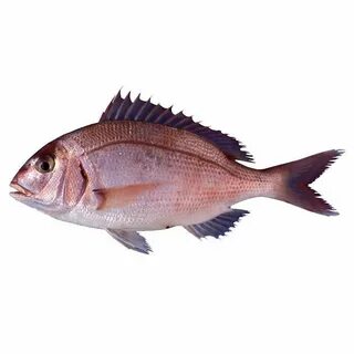 Морской карась 5 букв сканворд