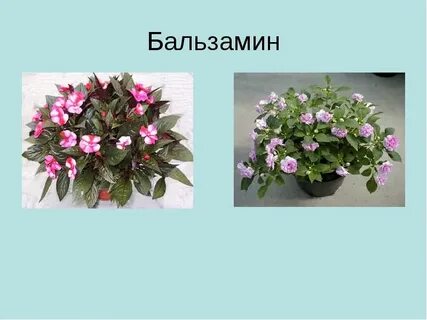 Бальзамин традесканция