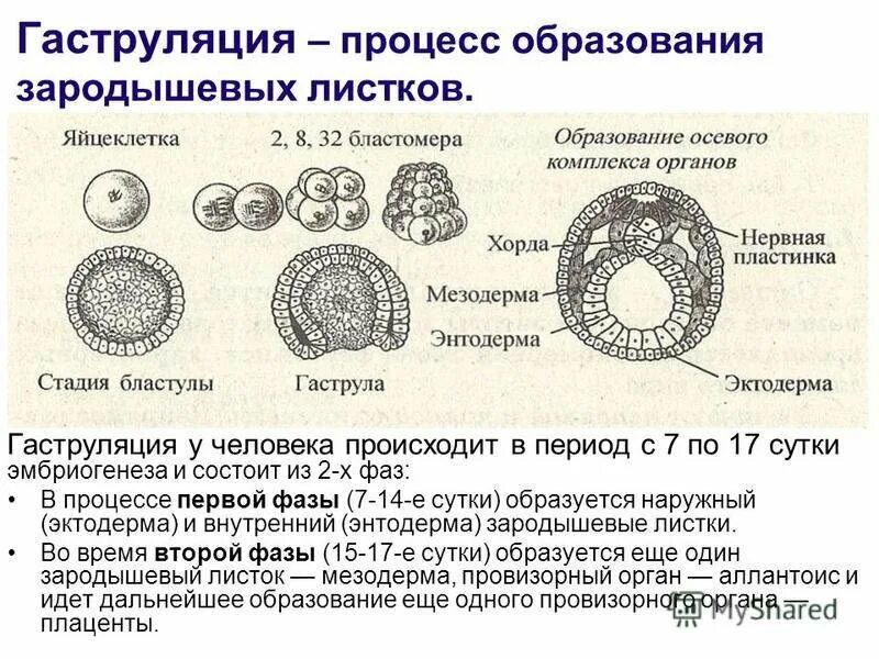 Зародышевая гаструляция в эмбриогенезе человека. Стадии эмбриогенеза: гаструляция (механизмы, строение зародыша). Эмбриология стадии развития зародыша. Зародышевые листки и эмбриональные зачатки. Первая стадия зародышевого развития в результате которой