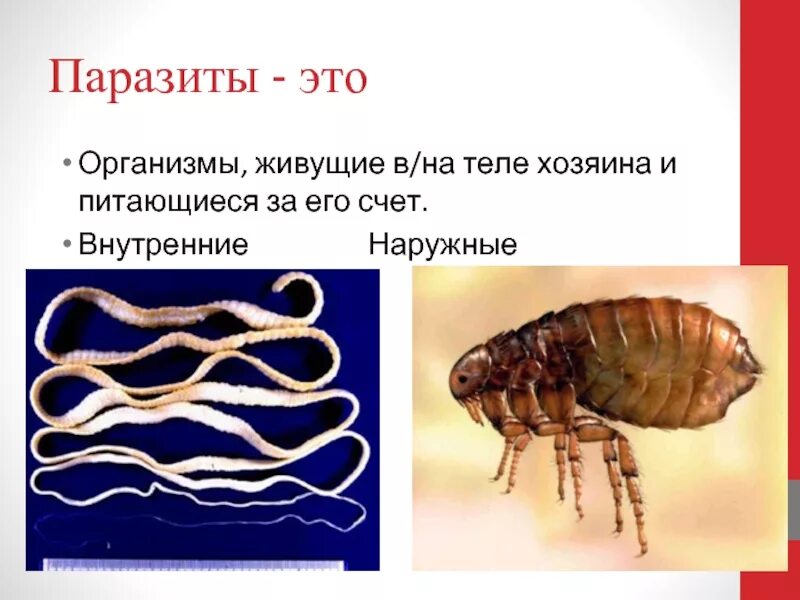 Организменная среда тест. Организменная (паразиты и симбионты).. Организменная среда обитания паразиты. Паразиты примеры примеры.