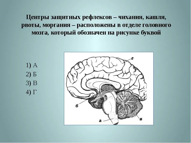 Расположен отделов головного мозга. Дыхательный отдел в головном мозге. Рефлекторные центры отделов головного мозга. Отделы головного мозга рисунок.