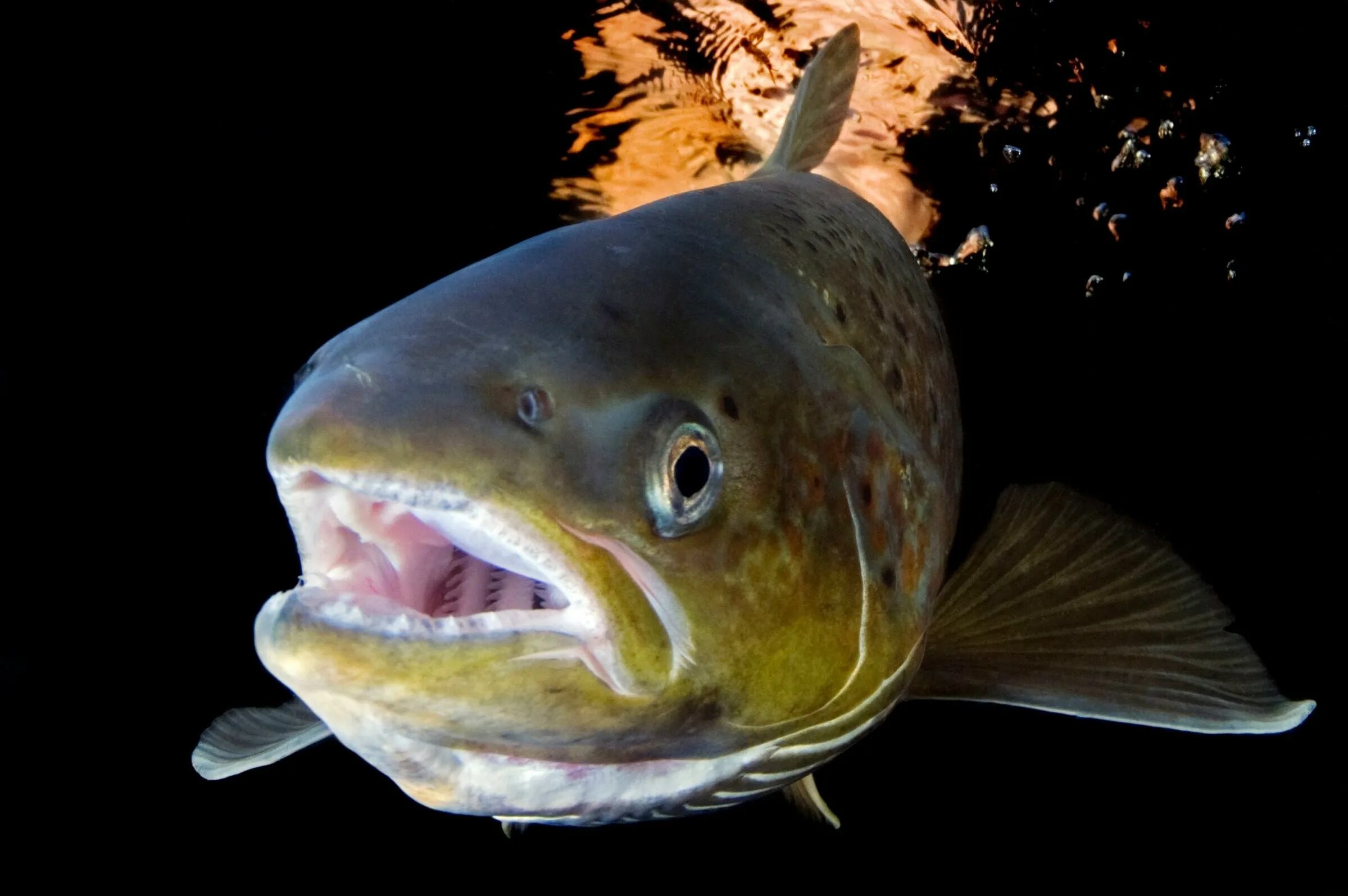 Salmo Salar Fish. Семга (Salmo Salar). Хищные рыбы. Самая хищная рыба.