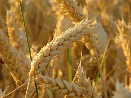 Triticum